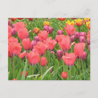 Stacey's Floral Design's Briefkaart