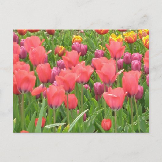 Stacey's Floral Design's Briefkaart (Voorkant)