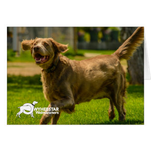 Stackhouse voor glimlachen