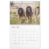 Stad naar land Leonbergers Kalender (Mar 2027)