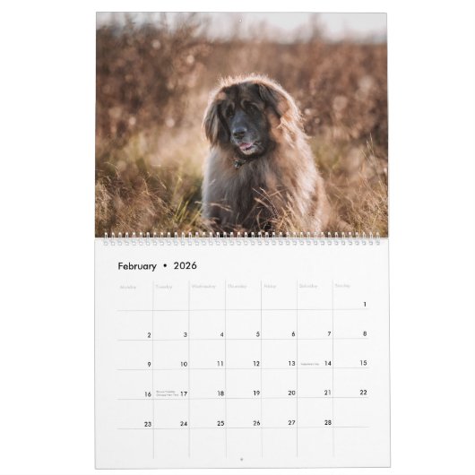 Stad naar land Leonbergers Kalender (Feb 2026)