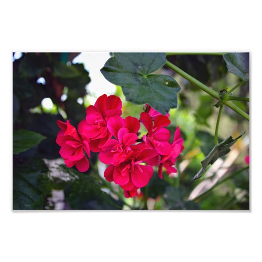 Stadsterras Foto Afdruk (Voorkant)