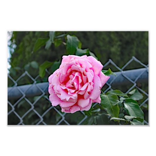 Stadsterras Foto Afdruk (Voorkant)