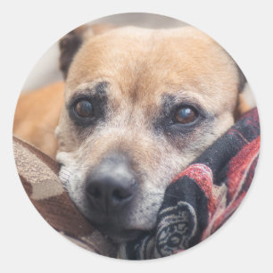 Staffordshire bull shierportret ronde sticker