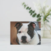 Staffordshire Bull Terrier Briefkaart (Staand voorkant)