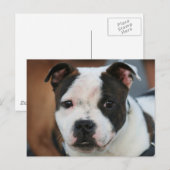 Staffordshire Bull Terrier Briefkaart (Voorkant / Achterkant)