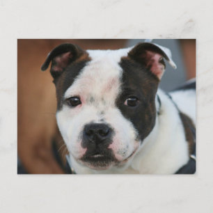 Staffordshire Bull Terrier Briefkaart