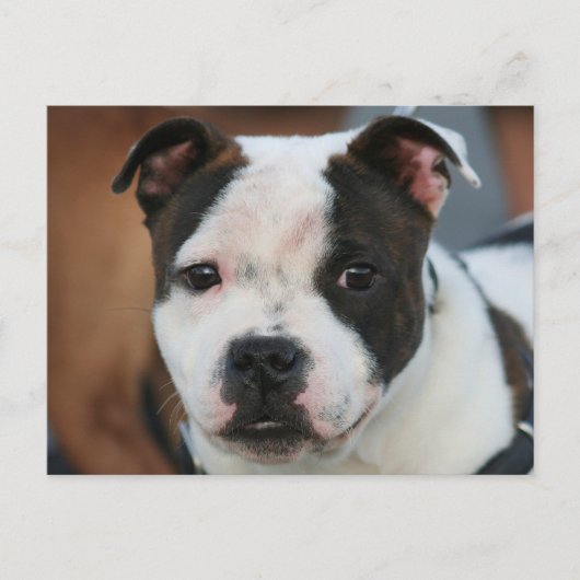 Staffordshire Bull Terrier Briefkaart (Voorkant)