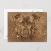 Staffordshire Bull Terrier Briefkaart (Voorkant / Achterkant)