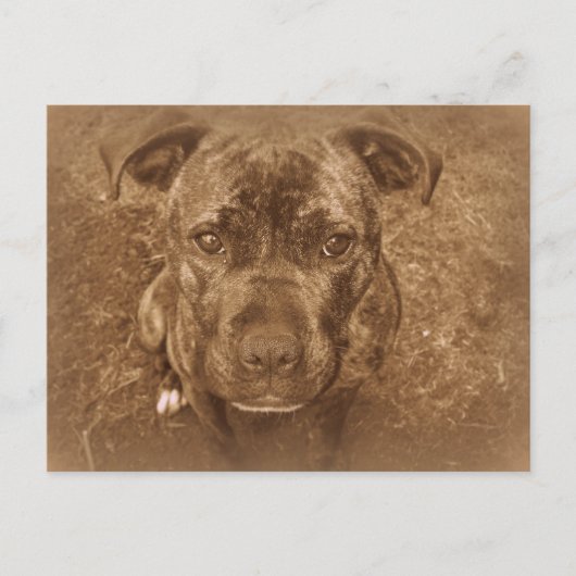 Staffordshire Bull Terrier Briefkaart (Voorkant)