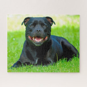 Staffordshire Bull Terrier hond. Legpuzzel