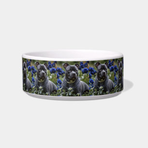 Staffordshire Bull Terrier in blauwe rozentuin,  Voerbakje
