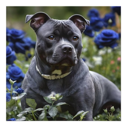 Staffordshire Bull Terriër in Blue Roos Garden, Foto Afdruk (Voorkant)