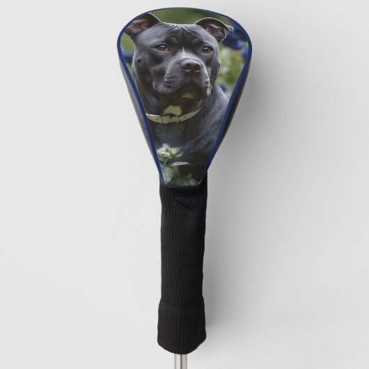 Staffordshire Bull Terriër in Blue Roos Garden, Golfheadcover (Voorkant)