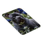 Staffordshire Bull Terriër in Blue Roos Garden, Magneet (Rechterzijde)