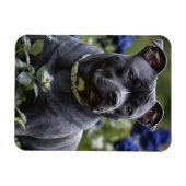 Staffordshire Bull Terriër in Blue Roos Garden, Magneet (Horizontaal)