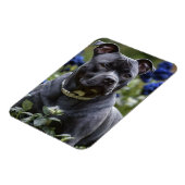 Staffordshire Bull Terriër in Blue Roos Garden, Magneet (Linkerzijde)