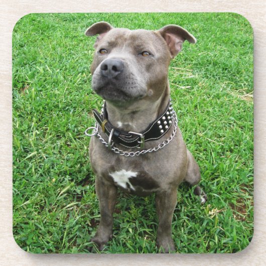Staffordshire Bull Terrier in de houding, Bier Onderzetter (Voorkant)