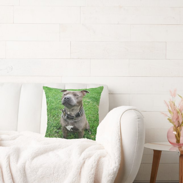 Staffordshire Bull Terrier in de houding, Kussen (Bank)