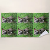 Staffordshire Bull Terrier in de houding, Strandlaken (Voorkant)