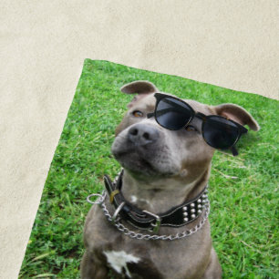 Staffordshire Bull Terrier in de houding, Strandlaken