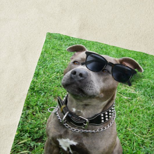 Staffordshire Bull Terrier in de houding, Strandlaken (In situ)