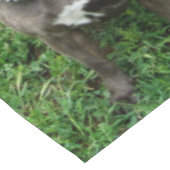 Staffordshire Bull Terrier in de houding, Tafelkleed (Gekanteld)