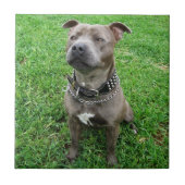 Staffordshire Bull Terrier in de houding, Tegeltje (Voorkant)