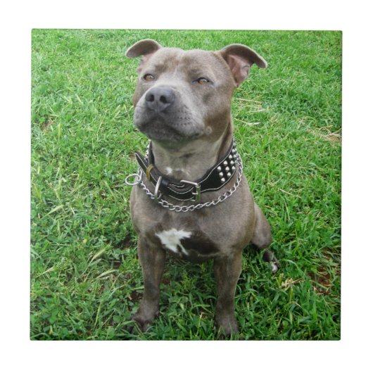 Staffordshire Bull Terrier in de houding, Tegeltje (Voorkant)