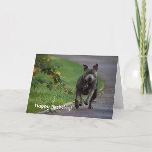 Staffordshire Bull Terrier Kaart