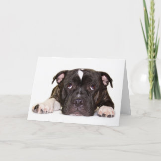 Staffordshire bull terrier Kaart R001
