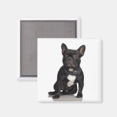 Staffordshire Bull Terrier magneet (Voorkant / Achterkant)