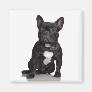 Staffordshire Bull Terrier Magnet