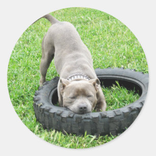 Staffordshire Bull Terrier, One Chomp Ronde Sticker