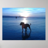 Staffordshire Bull Terrier Poster (Voorkant)