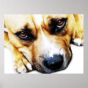 Staffordshire Bull Terrier Poster