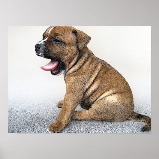 Staffordshire Bull Terrier Puppy, Art Print (Voorkant)