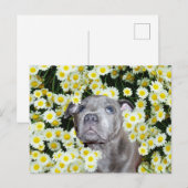 Staffordshire Bull Terrier Puppy in the Daisies Briefkaart (Voorkant / Achterkant)