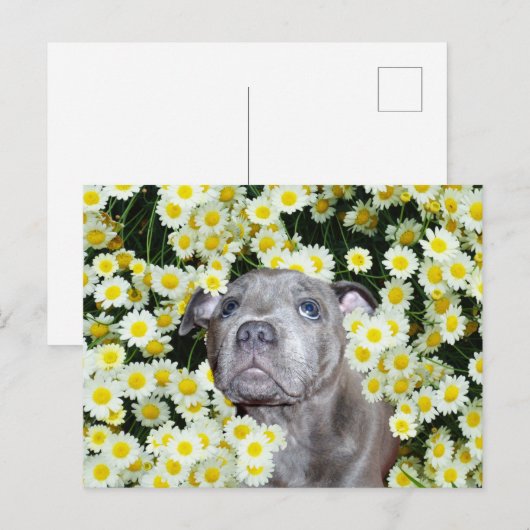 Staffordshire Bull Terrier Puppy in the Daisies Briefkaart (Voorkant / Achterkant)