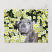 Staffordshire Bull Terrier Puppy in the Daisies Briefkaart (Voorkant)