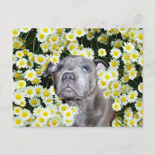 Staffordshire Bull Terrier Puppy in the Daisies Briefkaart (Voorkant)