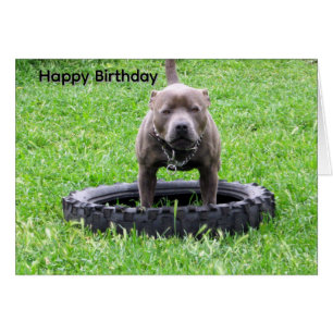 Staffordshire Bull Terrier Speeltijd Verjaardagska