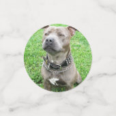 Staffordshire Bull Terrier ter attentie, Confetti (Kleine voorkant)