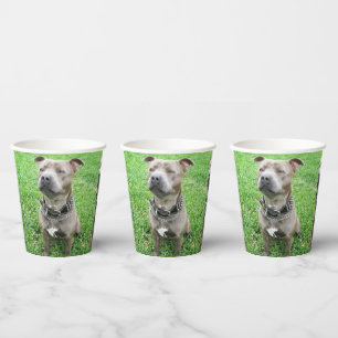 Staffordshire Bull Terrier ter attentie, Papieren Bekers