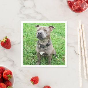 Staffordshire Bull Terrier ter attentie, Servet