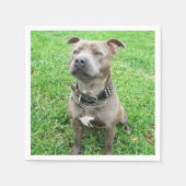 Staffordshire Bull Terrier ter attentie, Servet (Voorkant)