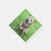 Staffordshire Bull Terrier ter attentie, Servet (Hoek)