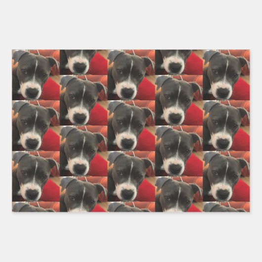 Staffordshire Bull Terrier Wrapping Paper (Voorkant)