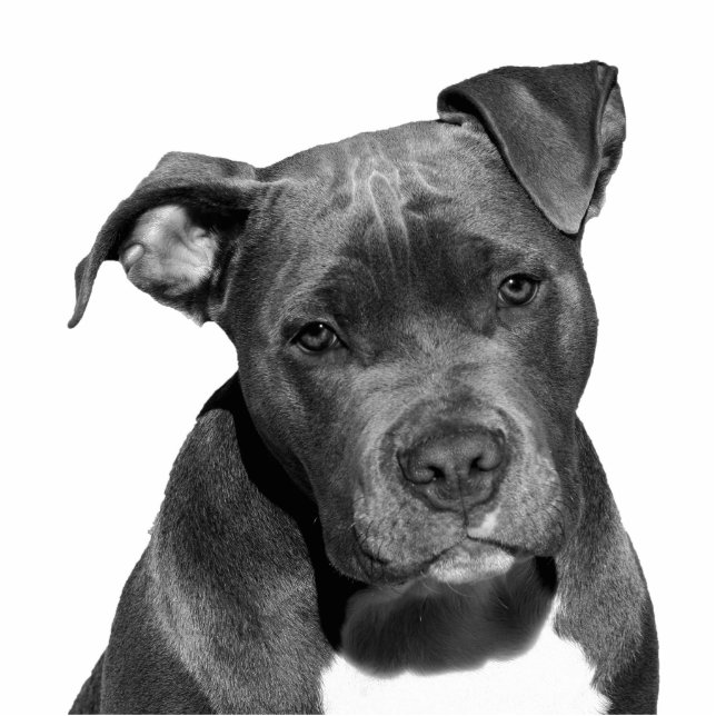 Staffordshire pitbull staand fotobeeldje  (Voorkant)