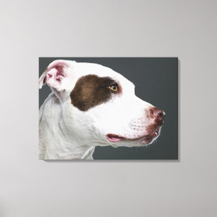 Staffordshire stier, close-up canvas afdruk